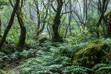 Forêt Subtropicale Sur L’île De Madère. 