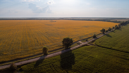 Wall Mural - Drone photo of field of blooming sunflowers, field of corn and road between them. Photo of countryside in the evening