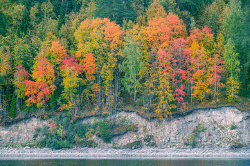 Wall Mural - autumn landscape, bright colorful leaves on the rocky riverbank.