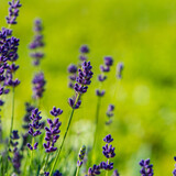 Fototapeta Lawenda - Purple lavender flowers on blurred green background.