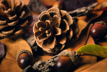 Dried Pine Cone Surrounded By Acorns And Brown Leaves