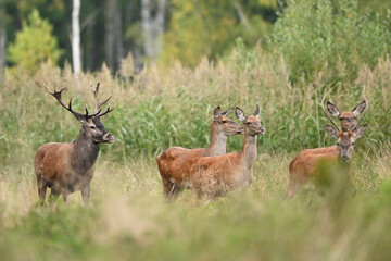 Fototapete - European deer herd ( Cervus elaphus ) during rut