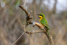 Closeup Of A Little Bee-eater Perched On Wood In A Field With A Blurry Background