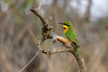 Wall Mural - Closeup of a Little bee-eater perched on wood in a field with a blurry background