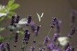 Schmetterling an Lavendel