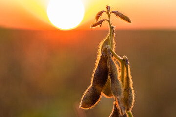 Wall Mural - Soybean yellow ripe field at agricultural farm