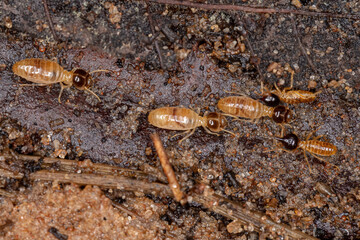 Wall Mural - Adult Nasute Termites