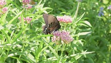 Female, Dark Morph Of An Eastern Tiger Swallowtail Butterfly Feeding On Light Pink Flowers Of Butterflyweed  In A Sunny Summer Garden