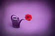 lila Gießkanne vor violettem Hintergrund isoliert mit roter Blume
