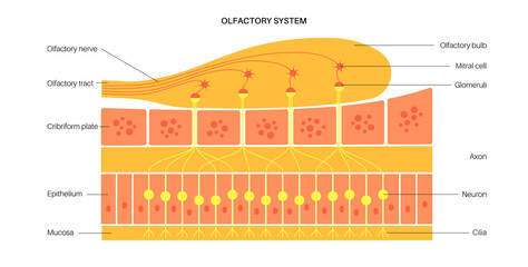 Wall Mural - Olfactory system anatomy