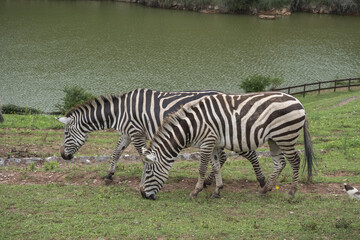 Poster - Couple of zebras grazing by a pond in Cabarceno Natural Park, Spain