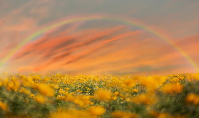  rainbow gold sunset yellow orange pink fluffy clouds on evening blue  sky wild white lilac flowers on front green grass  meadow  summer landscape panorama