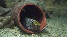 Leopard Moray Eel Has Become Quiet While Hunting Or Resting In Fragments Of An Old Clay Jug At The Bottom Of Aquarium, Close Up. The Largest And Most Aggressive Representative Of Species.