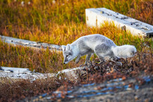 Arctic Fox Hunts For Food. 