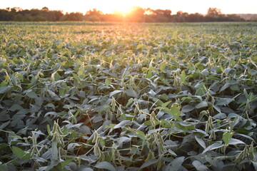 Sticker - Sunset Over a Soybean Field