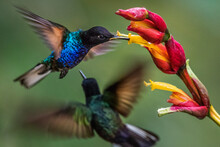Hummingbirds In The Wild In Ecuador.