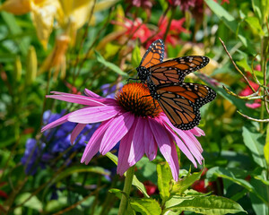 2 Monarch butterflies sharing a pink cone flower in a garden
