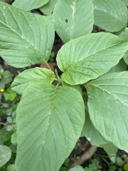 fresh green Amaranthus viridis tree in nature garden