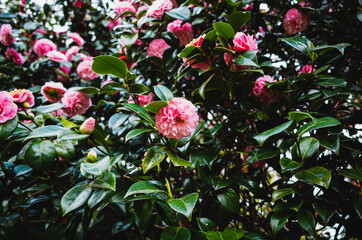 Wall Mural - Pink camellia flower