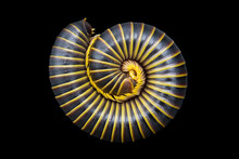 A Spiraled Millipede 