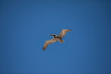 Fototapeta Zwierzęta - pelican in flight
