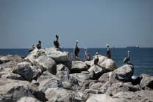 Pelicans On The Beach