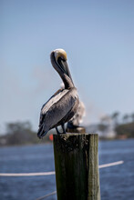 Pelicans On The Pier