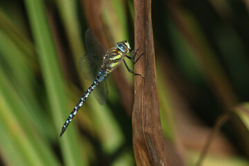 Wall Mural - A male Migrant Hawker Dragonfly, Aeshna mixta, perching on a reed at the edge of a river in the UK.