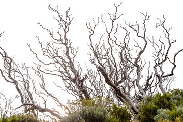 Wall Mural - branches of a tree