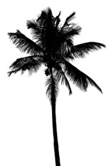 Canvas Print - palm tree silhouette