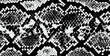 Snake skin vector repeat pattern
