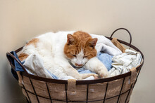 The Two-tone Cat Sleep In The Laundry Basket