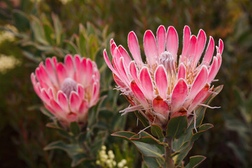 Two beautiful pink proteas in full bloom - species Protea compacta aka Bot River Sugarbush