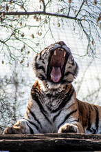 Vertical Shot Of A Bengal Tiger Yawning On The Ground In A Zoo With A Blurred Background
