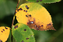 Plant Disease In Roses Such As Mildew Or Rust Are Common. Leaf Spot Disease Black Spot - Diplocarpon Rosae, Caused By A Fungal Infection. Closeup