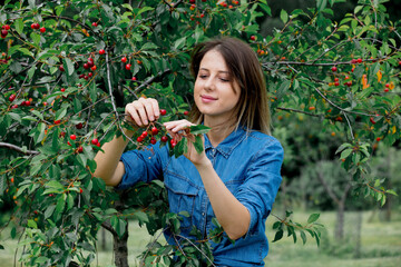 Sticker - young girl in a denim shirt  gathering a harvest of cherry tree