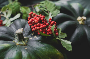 Two green ripe pumpkins with red rowan berries lie on a green linen background. Eco-friendliness, farming, veganism. The concept of autumn. The concept of a healthy lifestyle. Farmer's harvest