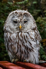 Sticker - great horned owl