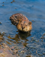 Wall Mural - otter in the water