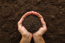 Young Adult Woman Palms Holding Black Granules Of Chicken Manure On Dark Brown Soil Background. Product For Root Feeding Of Vegetables, Flowers And Plants. Closeup. Point Of View Shot. Top Down View.