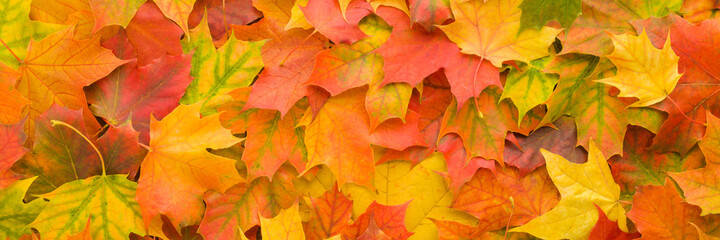 Wall Mural - Fresh bright colorful maple leaves background. Beautiful wide banner. Closeup. Autumn concept. Empty place for inspirational text, quote or sayings. Top down view.