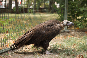 Poster - Beautiful Eurasian griffon vulture in zoo enclosure