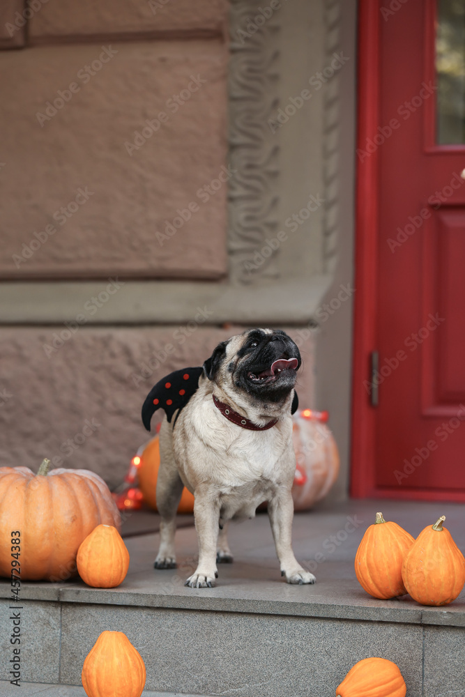 Cute pug dog with Halloween pumpkins on porch