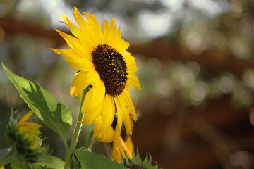 Wall Mural - yellow big sunflower in the meadow