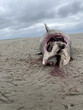 Dead shark body at the sand beach