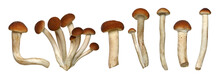 Honey Fungus Mushrooms Isolated On A White Background.