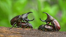 
The Mating Of Siamese Rhinoceros Beetles In Thailand Takes Place In The Rainy Season Of September-October Every Year.