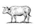 Black and white drawing of a cow
