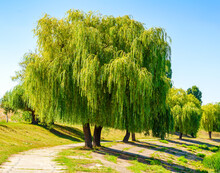 Weeping Willow Tree Also Known As Babylon Willow Or Salix Babylonica