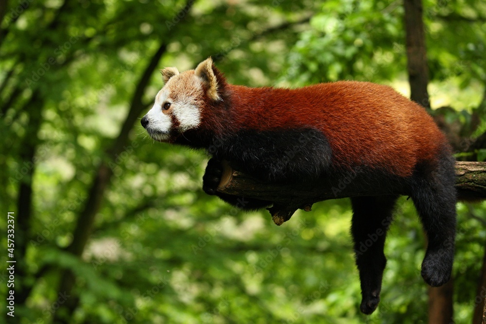 Beautful Tree Types Beautiful endangered red panda on a green tree. Red Panda. Great animal ...